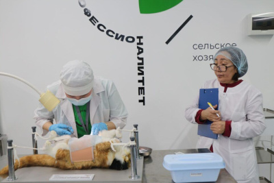 Будущие ветеринары и зоотехники показывают свои навыки на чемпионате «Профессионалы» / ЯСИА   