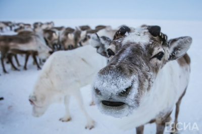 Меняют цвет глаз и мягкость копыт: удивительные факты о северных оленях / Нарыйа Пахомова   Республика Саха (Якутия)