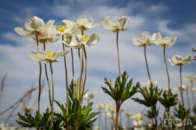 В Якутии пройдет детский дальневосточный фестиваль кино «14 кадр» / ЯСИА   