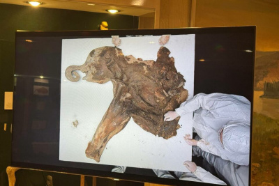 Ученые приступили к вскрытию обнаруженного в Якутии мамонтенка / Саина Титова   Республика Саха (Якутия)