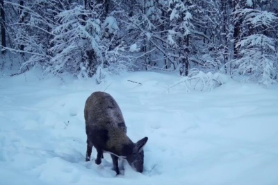 Фотоловушки засняли самца и самку кабарги в нацпарке «Ленские столбы» в Якутии / ЯСИА   