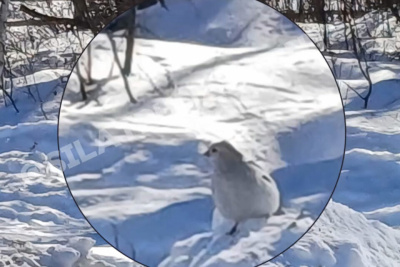 В питомнике Горного района Якутии обнаружили необычно крупных пуночек / Нарыйа Пахомова   