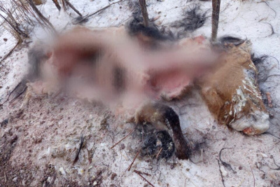 Волки нападают на лошадей в Усть-Алданском районе Якутии / Мария Горохова  Усть-Алданский 