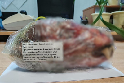 Медведя-шатуна в январе отстрелили в Усть-Майском районе Якутии / Майя Гоголева   