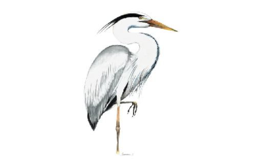 Постер Серая цапля А3