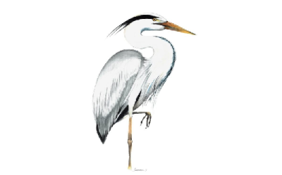 Постер Серая цапля А3