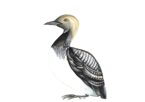 Постер Чернозобая гагара