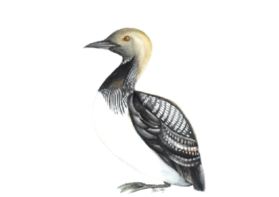 Постер Чернозобая гагара