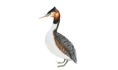 Постер Чомга