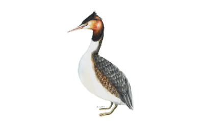 Постер Чомга