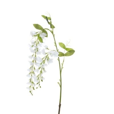 Цветок Ostra I