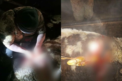 В Сунтарском районе Якутии корове провели успешное кесарево сечение / Майя Гоголева   