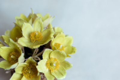 Якутянка создаёт из полимерной глины удивительно реалистичные цветы / Мария Горохова   