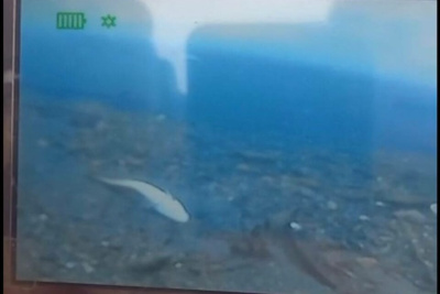 Массовая гибель рыбы зафиксирована в Усть-Майском районе / ЯСИА   