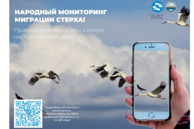Народный мониторинг миграции стерхов запустили в Якутии / ЯСИА   Республика Саха (Якутия)