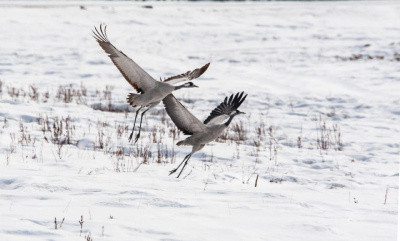 Прилет пары журавлей сфотографировали в Якутии / Нарыйа Пахомова Харбала 1-я Чурапчинский Республика Саха (Якутия)