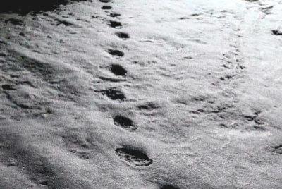 Фотофакт: в Верхнеколымском районе медведь вышел из зимней спячки раньше срока / Алина Мурукова   