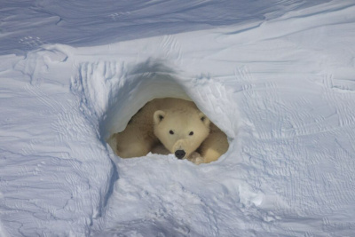 Ученый рассказал, как считают берлоги белых медведей в Якутии / Нарыйа Пахомова   Республика Саха (Якутия)