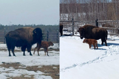 В Якутии родились первые в этом году телята лесных бизонов / Майя Гоголева   Республика Саха (Якутия)