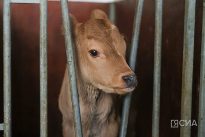 В сельском хозяйстве Якутии завершается зимовка скота и лошадей / ЯСИА   