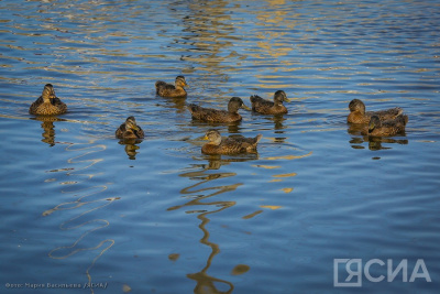 Сезон весенней охоты на уток стартовал в Якутии / ЯСИА   Республика Саха (Якутия)