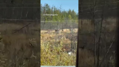 Стадо лосей сняли на видео возле трассы в Горном районе / Нарыйа Пахомова   Республика Саха (Якутия)