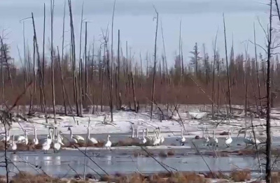 Стаю лебедей сняли на видео в Верхнеколымском районе / ЯСИА  Верхнеколымский Республика Саха (Якутия)