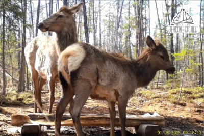Трапезу изюбра с детенышем запечатлела фотоловушка в нацпарке «Ленские столбы» / Нарыйа Пахомова  Хангаласский Республика Саха (Якутия)
